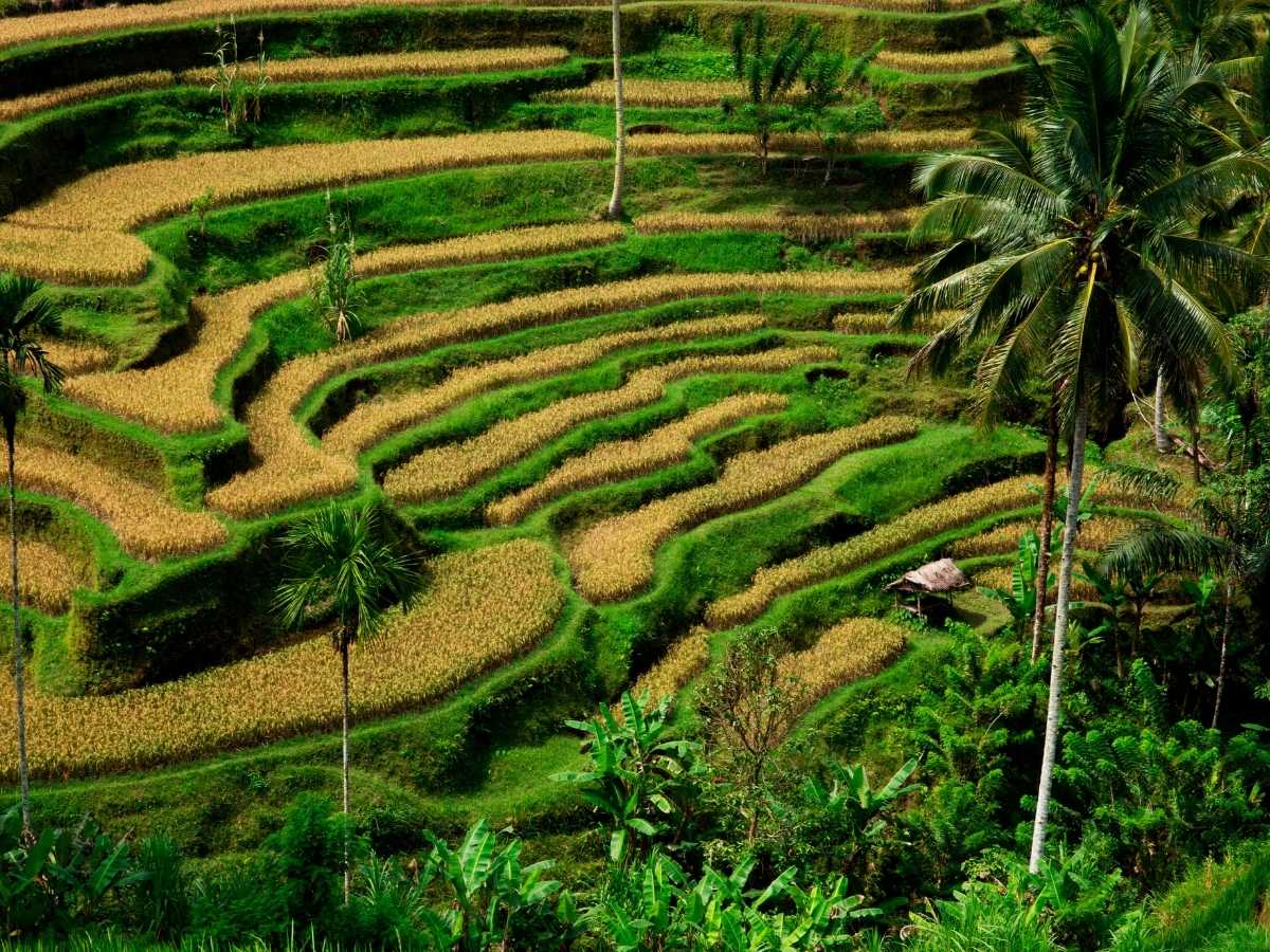 Watch Sunrise Over Tegallalang Rice Terrace
